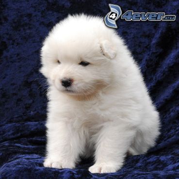 [obrazky.4ever.sk] pes 135578