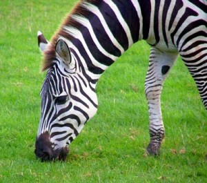 zebra-photo